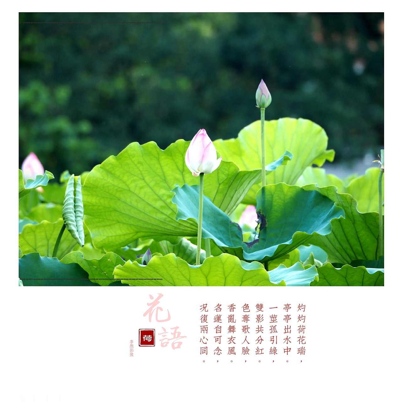 深圳洪湖公园荷花。