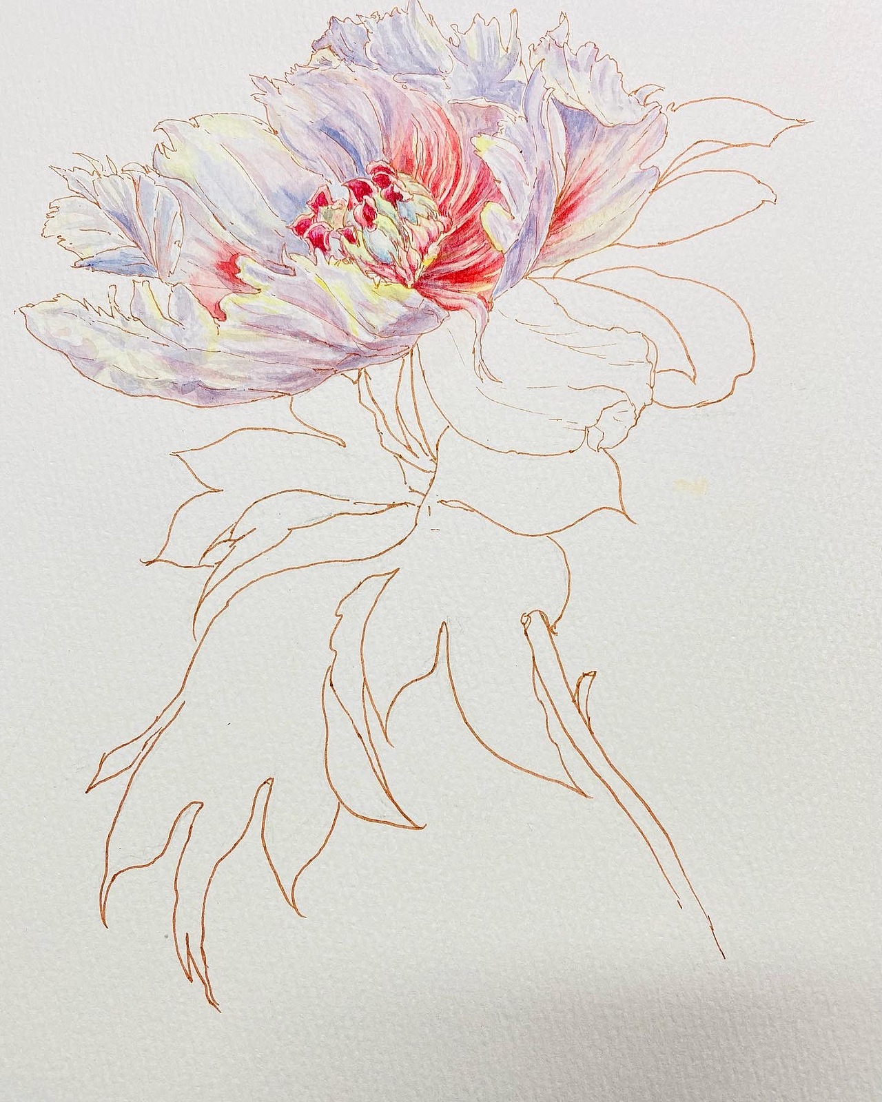 芍药|水彩花卉