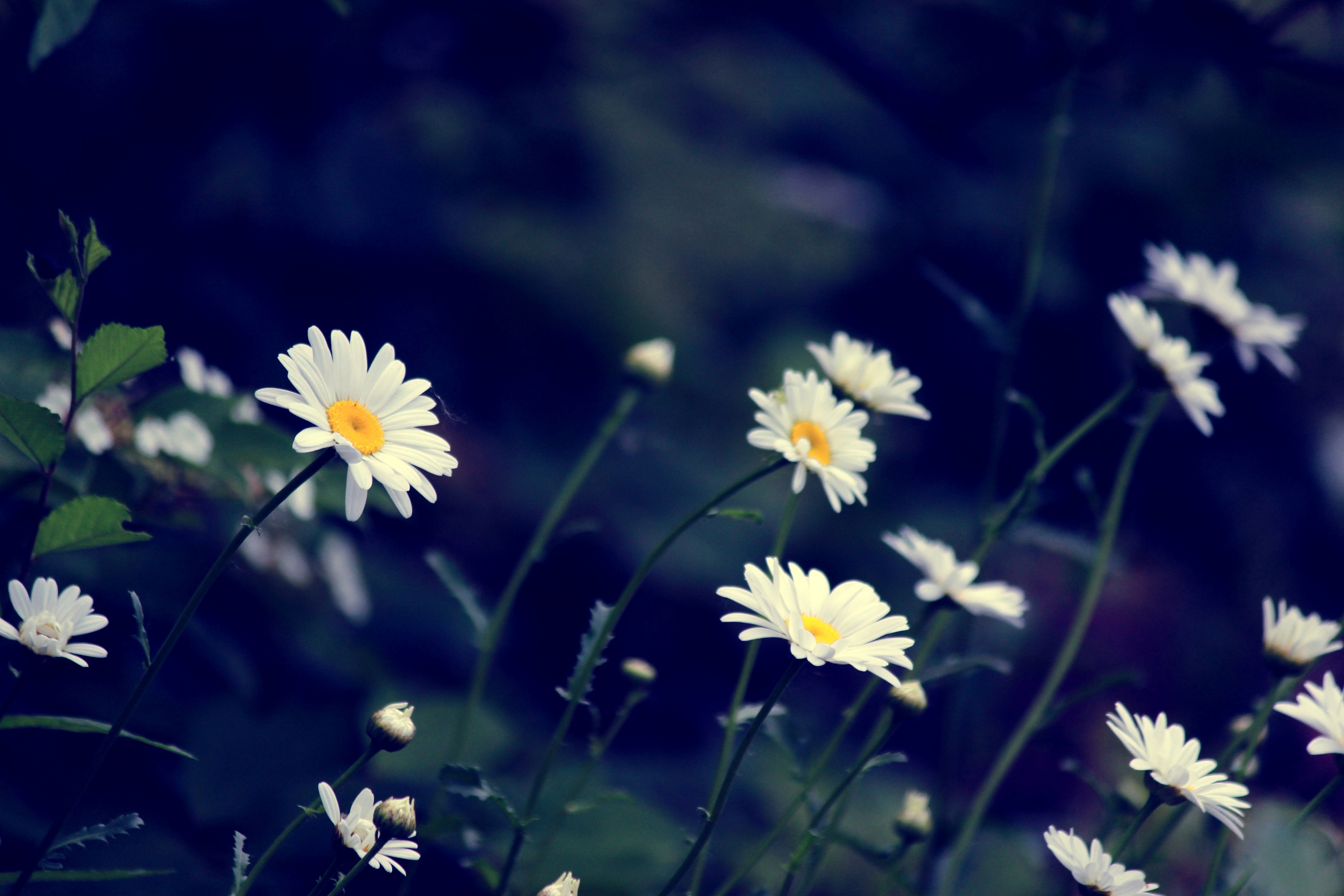 美丽的小雏菊|摄影|人文/纪实摄影|L1126 - 原创作品 - 站酷 (ZCOOL)