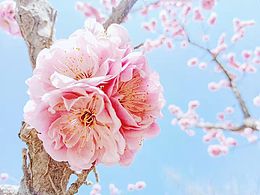 春日來信