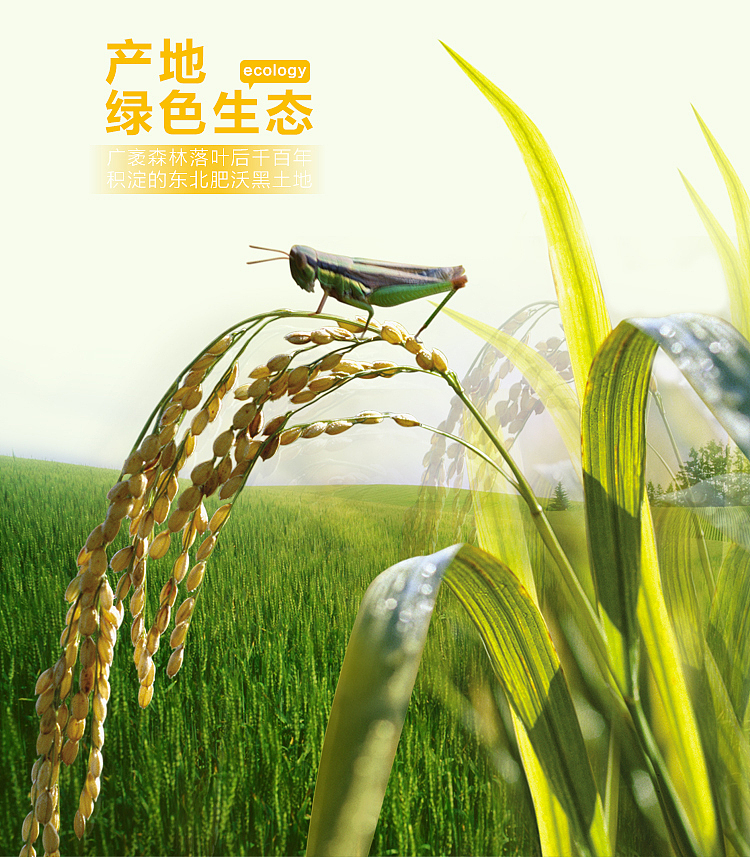 2小时搞定的五常大米详情页设计（图ZNzgzNDY4NzI=） - 电商 - 站酷设计师SugarNO1原创素材 - 站酷ZCOOL