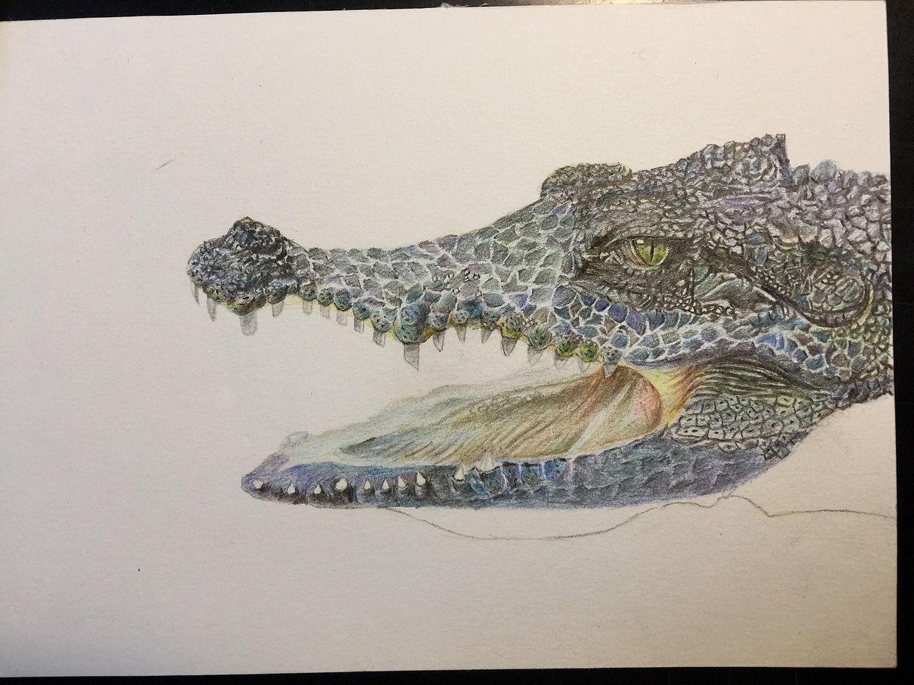 手绘彩铅鳄鱼