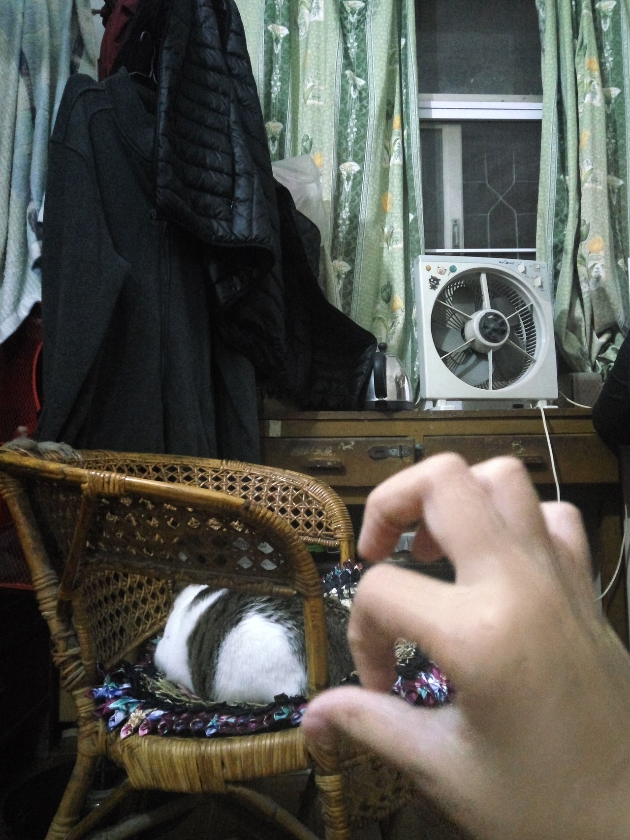 拍猫集04（图ZMTM3MDkxMDA0） - 宠物摄影 - 站酷设计师嘟嘟2019原创素材 - 站酷ZCOOL