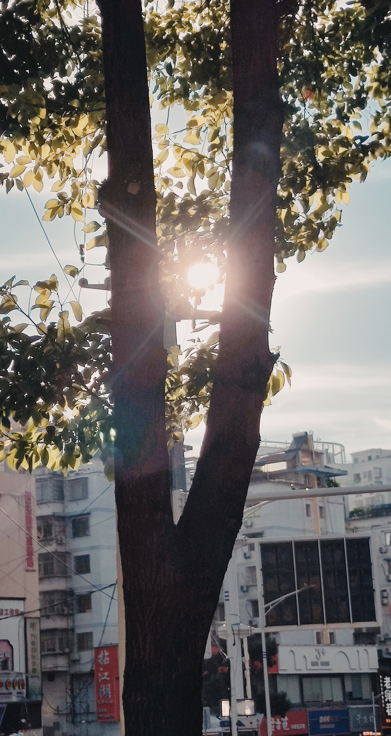 一些手机摄影 武汉樱花（图ZMzEwNTU5NzY4） - 风光摄影 - 站酷设计师小肖羊咩咩原创素材 - 站酷ZCOOL