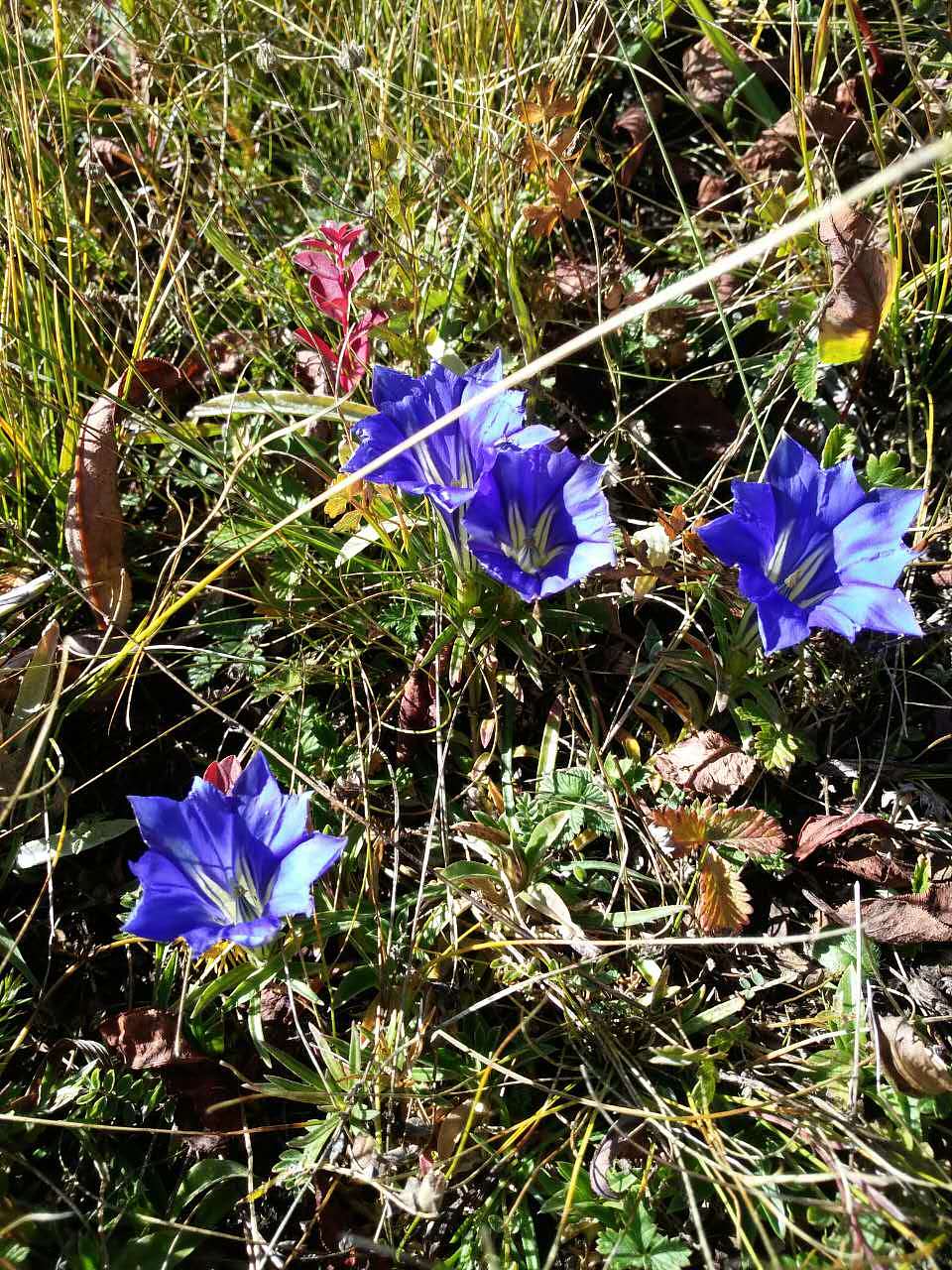 大美川西，康定、甘孜、雅安、汶川、若尔盖高原草原、红原黄河第一湾，全手机拍摄！（图ZNjg5NDMyMjg=） - 风光摄影 - 站酷设计师tclicoo原创素材 - 站酷ZCOOL
