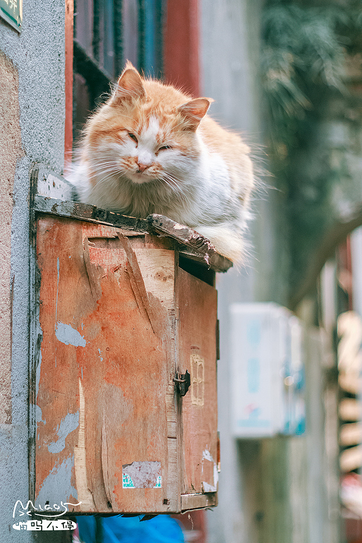 【喵呜画报】第一期