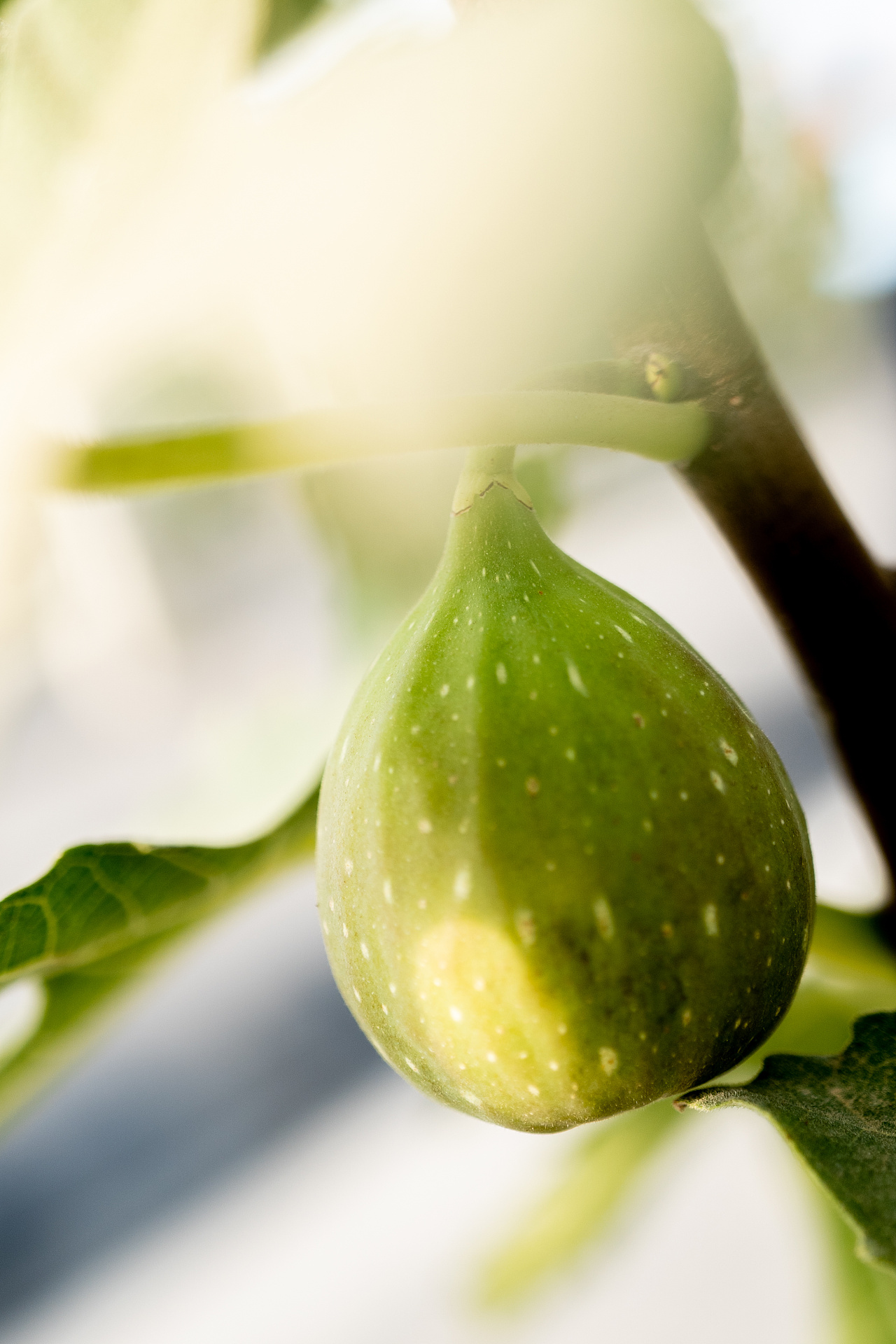 乡丰无花果园无花果拍摄|摄影|产品摄影|shining丶葵 - 原创作品