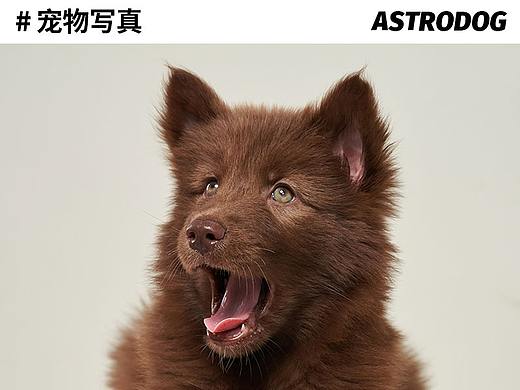 太空狗宠物摄影 小棕熊肖像