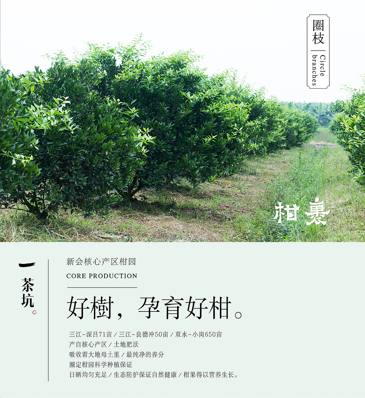 柑裹小青柑品牌（图ZMTAwMDQzMjEy） - 品牌 - 站酷设计师書法標誌SandyLi原创素材 - 站酷ZCOOL