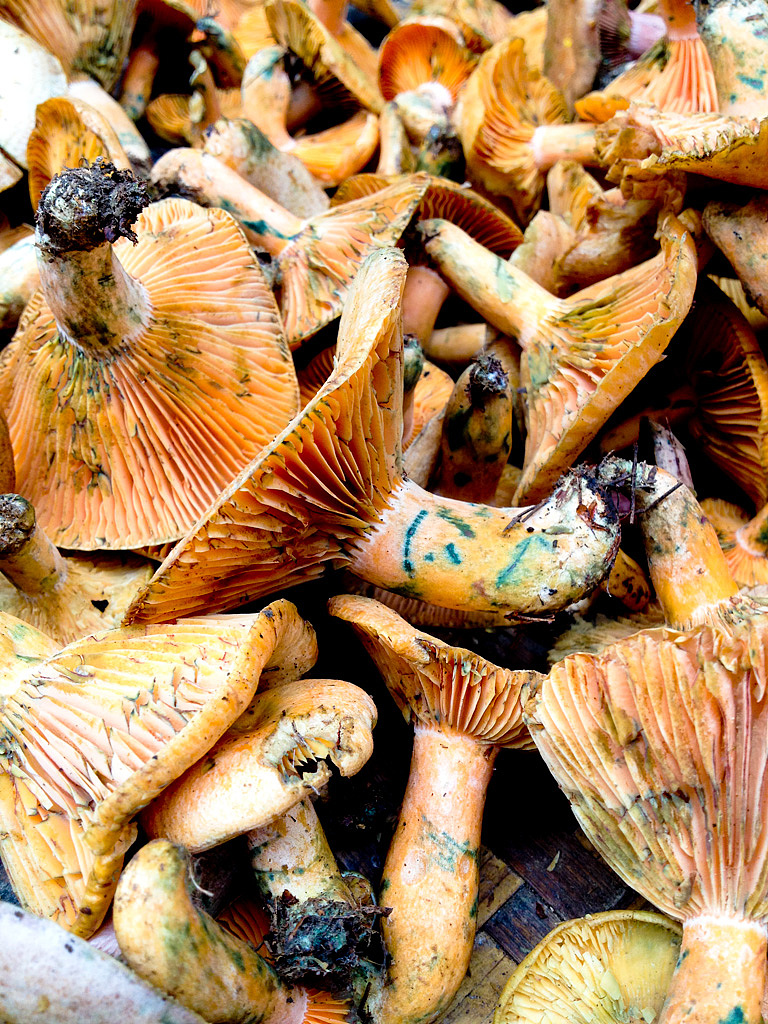 这菌子~60元一斤.