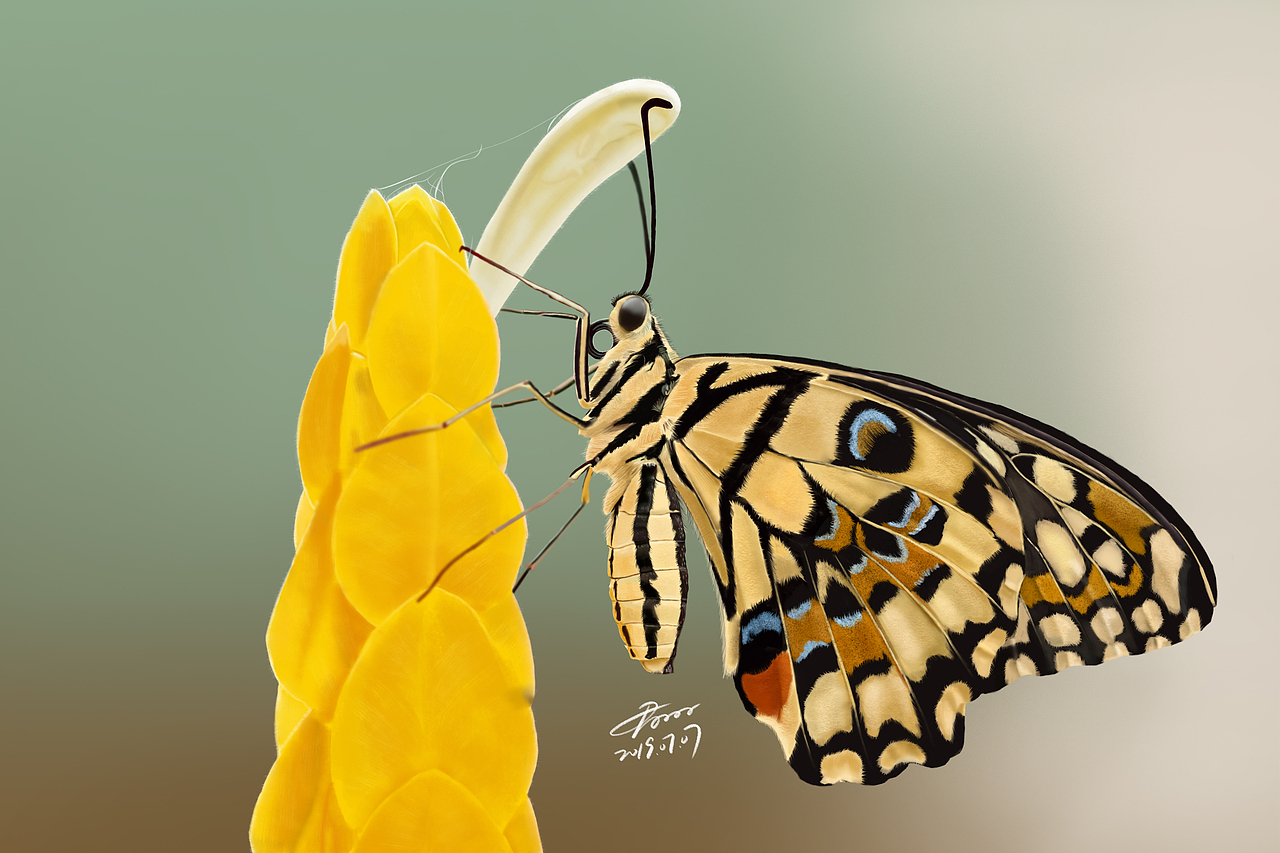 7月写实昆虫练习