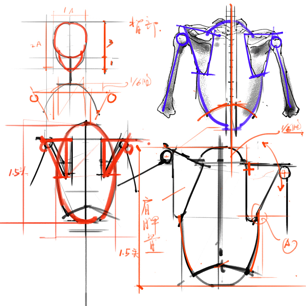 「素材」分享一波绘画专用人体解剖素材 part 01