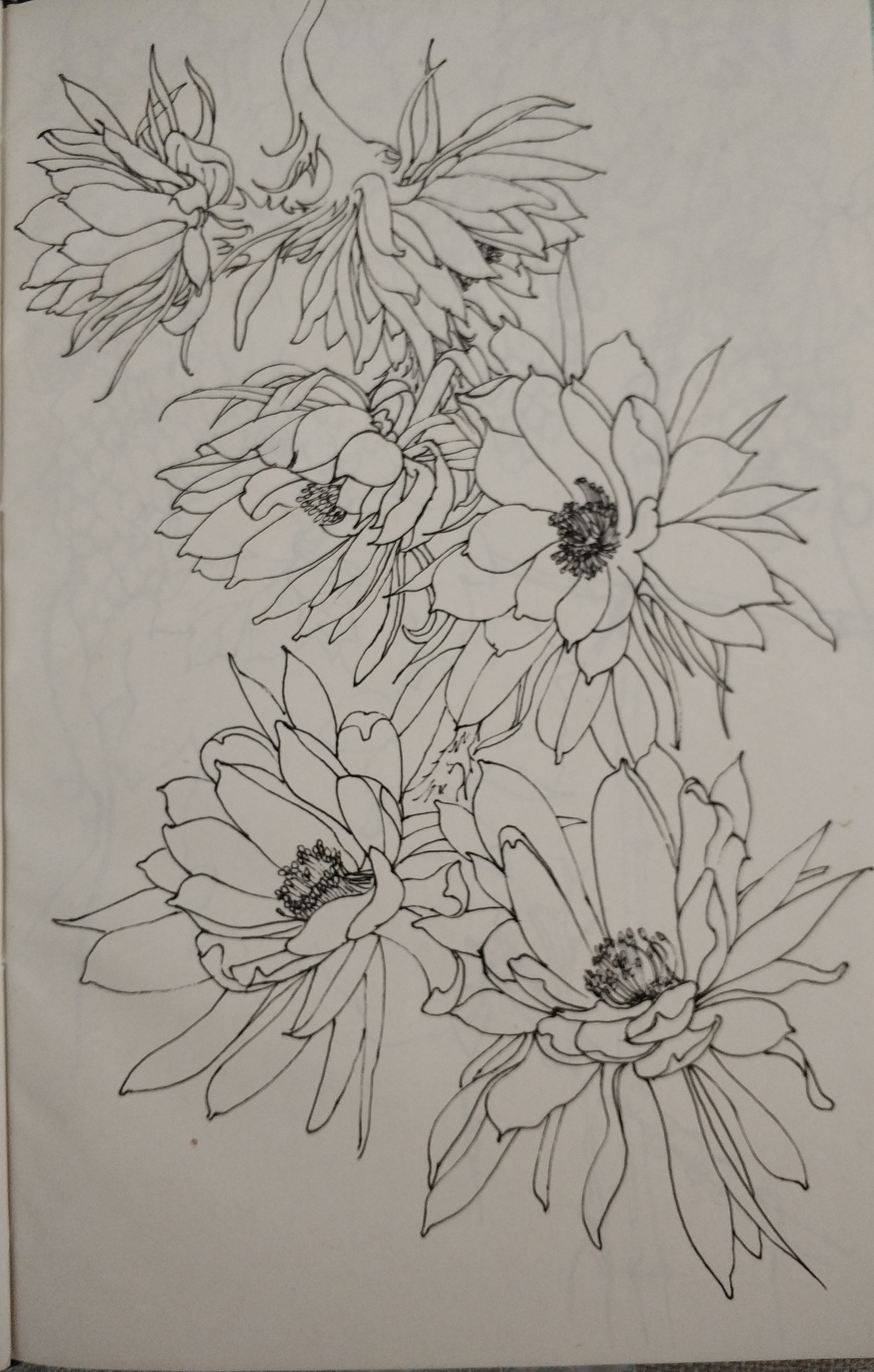 花鸟(写生)手绘小稿