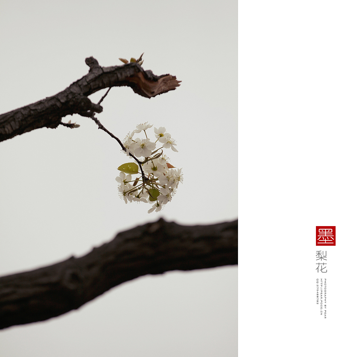 墨梨花（图ZMTUxNjQ0NzI=） - 风光摄影 - 站酷设计师pear1103原创素材 - 站酷ZCOOL