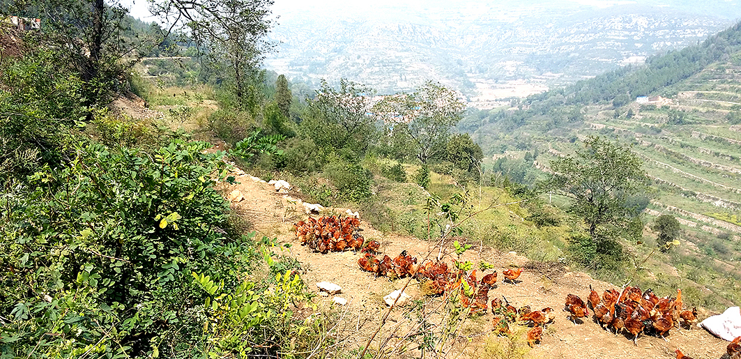 山东火迈品牌策划&品牌设计(山鸡蛋品牌包装)