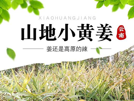 姜 小黄姜详情页（个人主页-ZMzE1OTA4NTY=） - 电商 - 站酷设计师芬达人原创素材 - 站酷ZCOOL