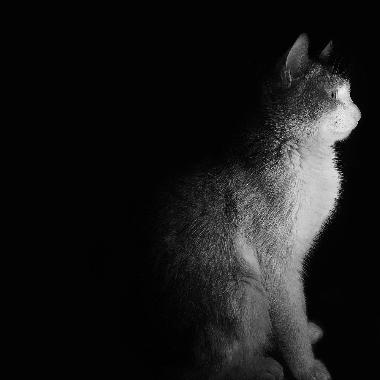 办公室里的猫（手机摄影）（图ZMjQ0Nzg4Njg=） - 宠物摄影 - 站酷设计师糖叁胀原创素材 - 站酷ZCOOL