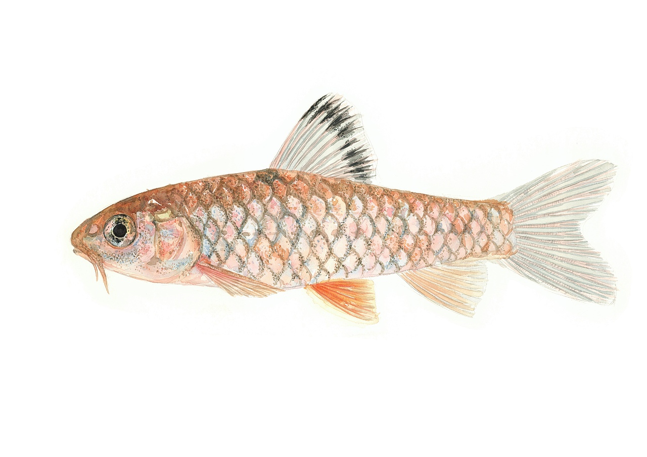 我的老师是个鱼痴