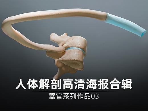 人体解剖高清海报合辑3 | 医学插画