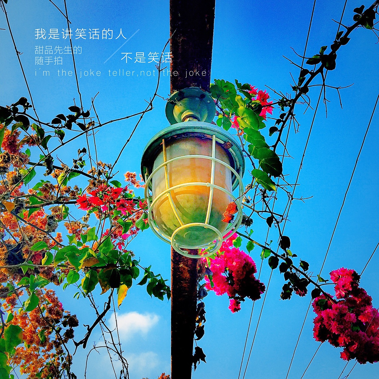 我和我的手机一起拍的那些花儿