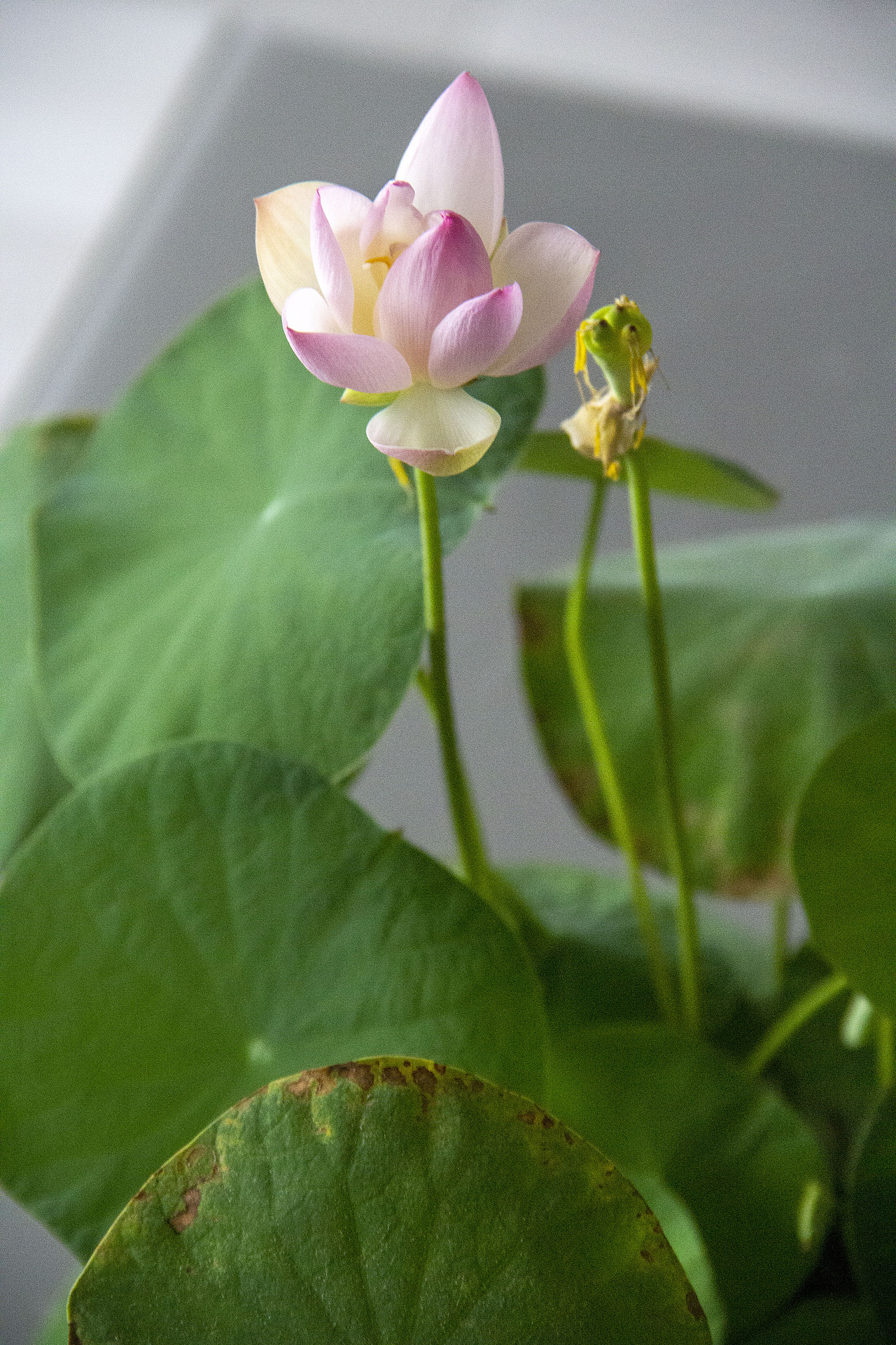 碗莲（图ZMjYwMjUyNjM2） - 风光摄影 - 站酷设计师芯弱原创素材 - 站酷ZCOOL