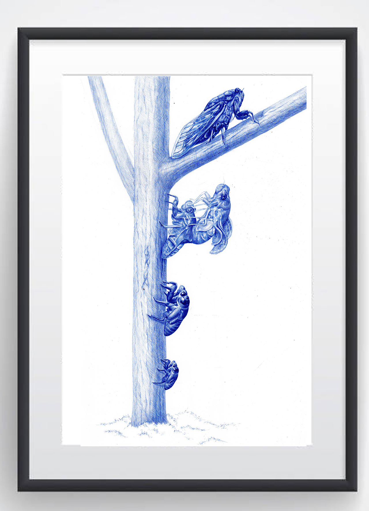 圆珠笔画——《蝉》