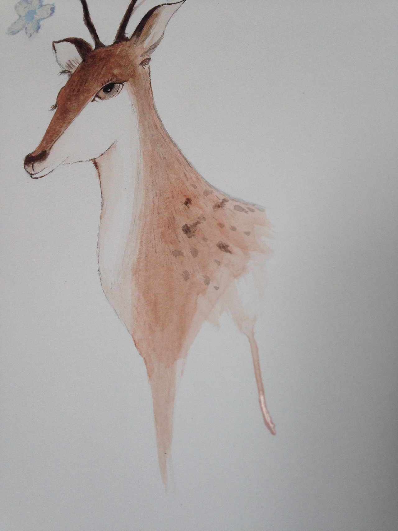 水彩画《梅花鹿》