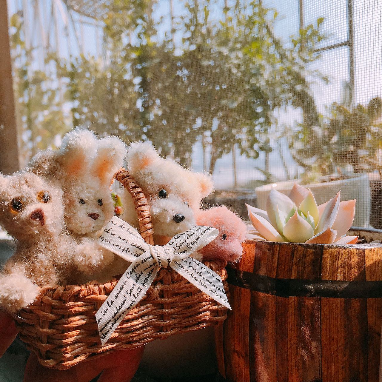 这颗多肉,我去北京实习的时候买的!亲自背回来的,终于变成了果冻色,还行