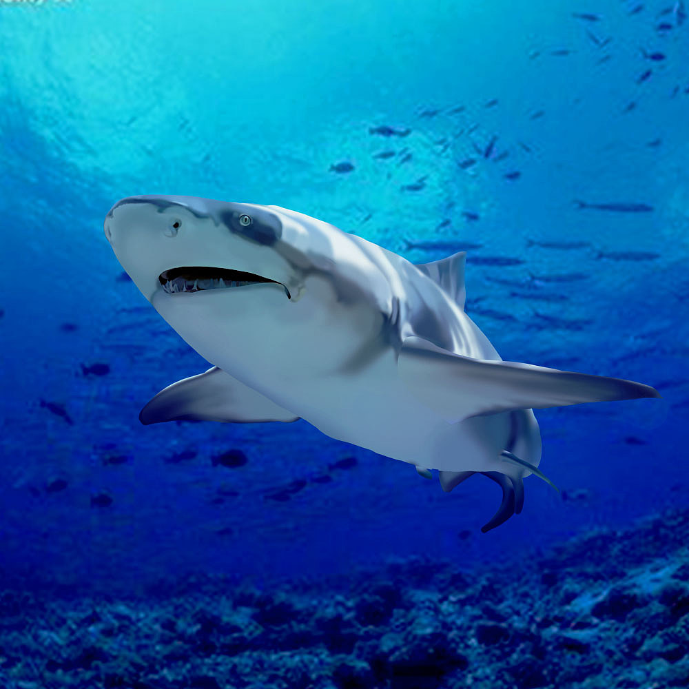 写实鲨鱼