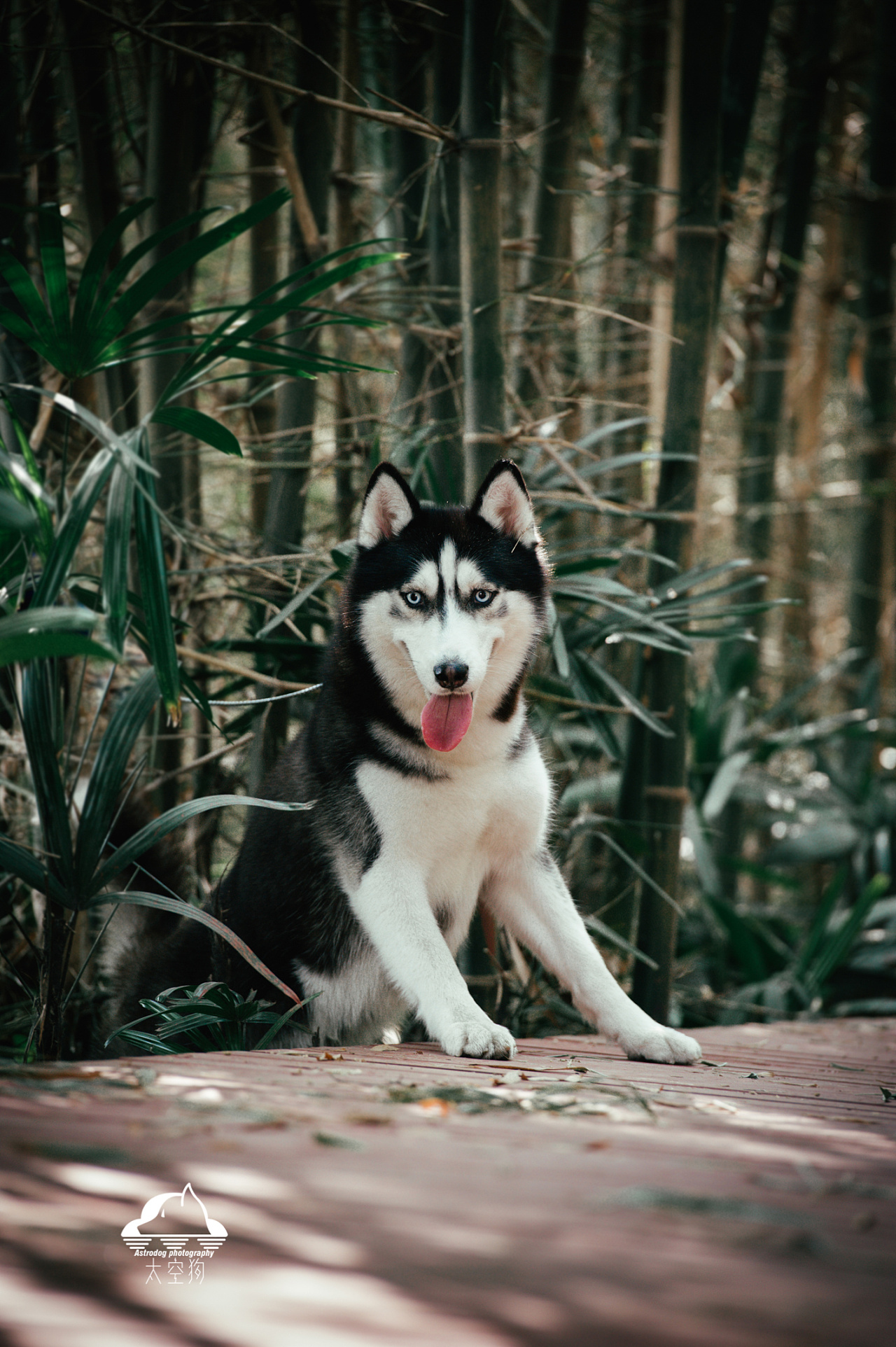 杜宾犬肖像 | Jason|摄影|动物|WildKay - 原创作品 - 站酷 (ZCOOL)