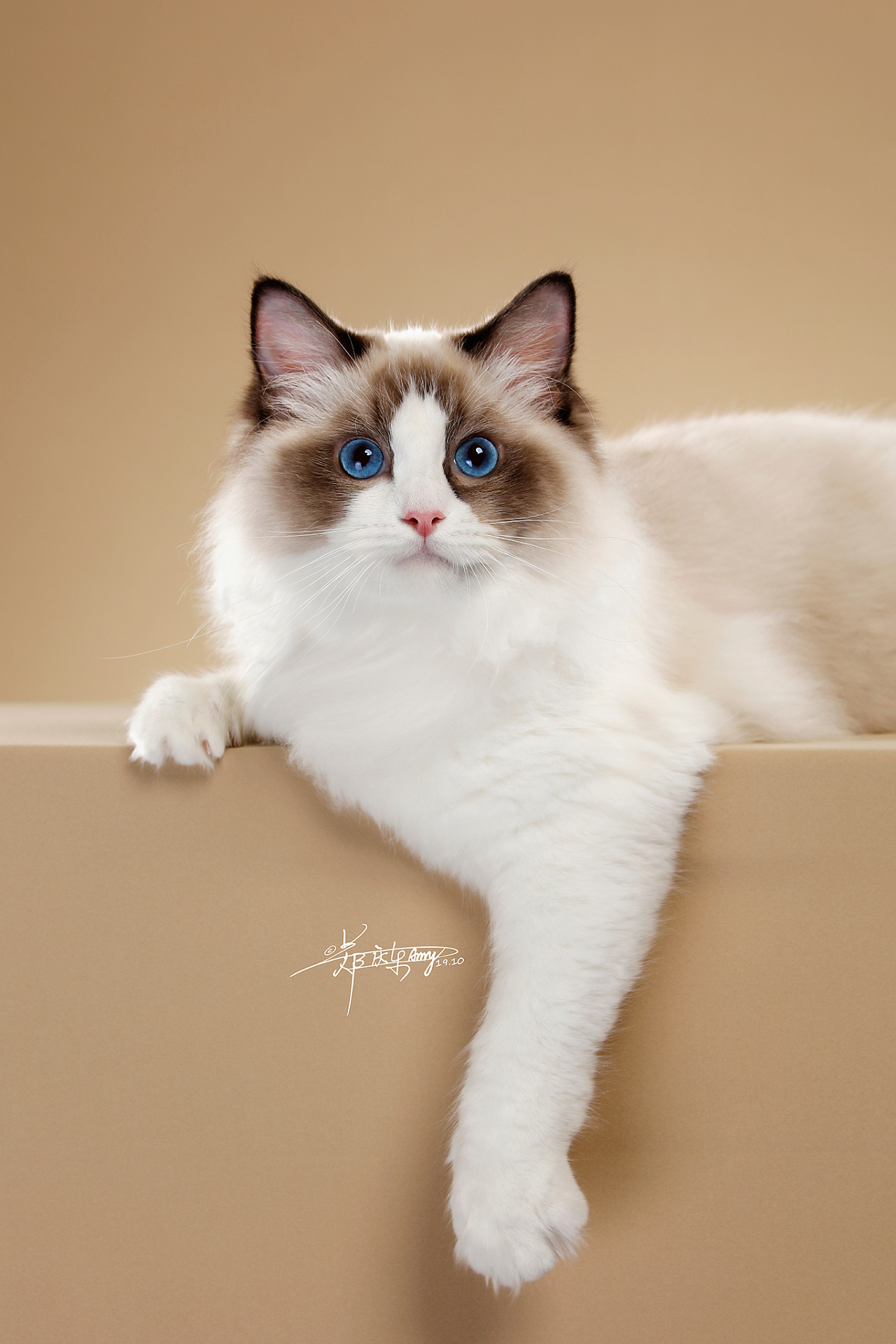 布偶猫 - 原创作品 - 站酷(zcool)