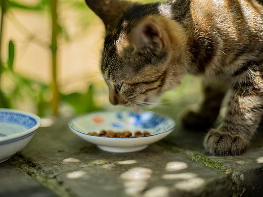 猫食