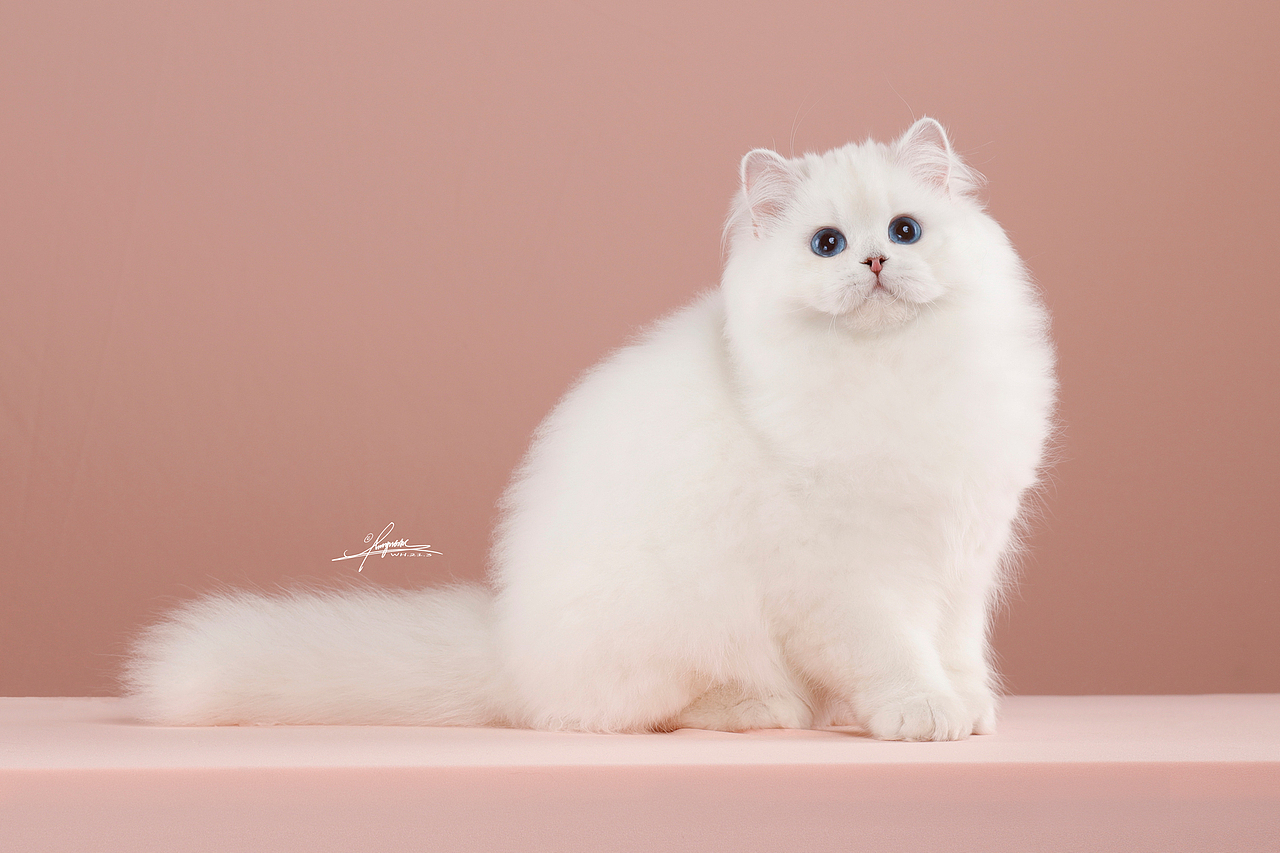 英国长毛猫（图ZMjY2MzM0NDY0） - 宠物摄影 - 站酷设计师AMYWORKS赛猫摄影原创素材 - 站酷ZCOOL