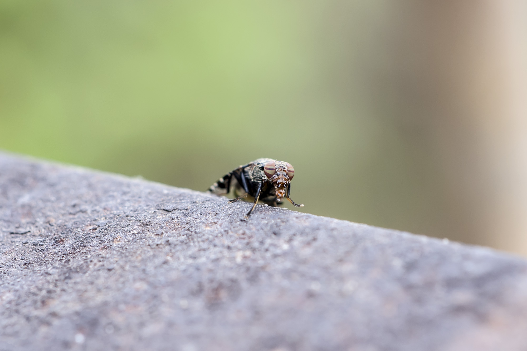 一只鄙视全世界的胖苍蝇