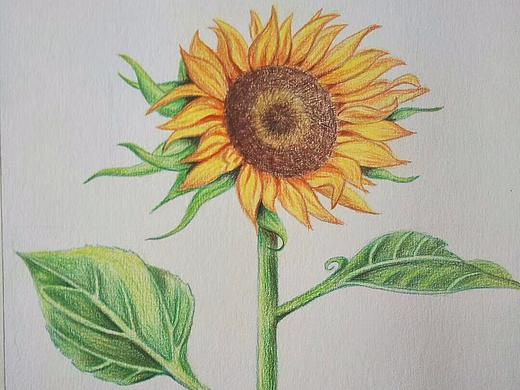 花（個(gè)人主頁-ZMzM2MDg5Njg=） - 藝術(shù)插畫 - 站酷設(shè)計(jì)師愛畫畫的小斑馬原創(chuàng)素材 - 站酷ZCOOL