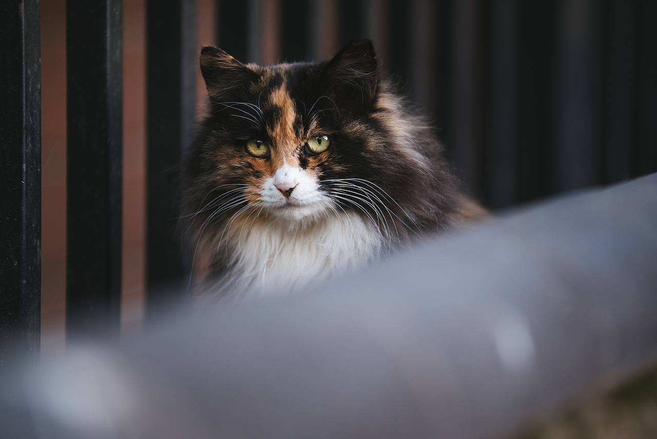 Farewell 2018【克查原创作品30】（图ZMTQwMTY0NTg4） - 宠物摄影 - 站酷设计师克查原创素材 - 站酷ZCOOL