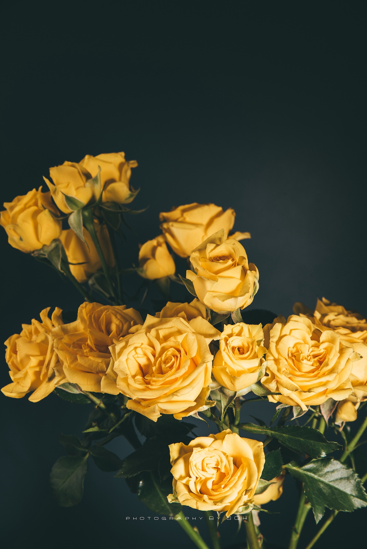 多头玫瑰静物玫瑰花卉摄影