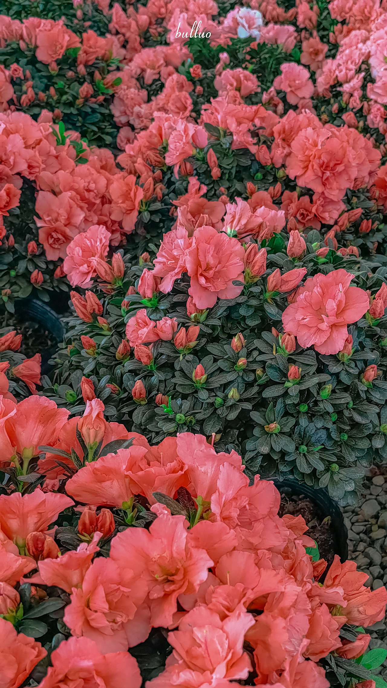 手机摄影合集2（图ZMjk5NzA4OTUy） - 风光摄影 - 站酷设计师限时救援原创素材 - 站酷ZCOOL