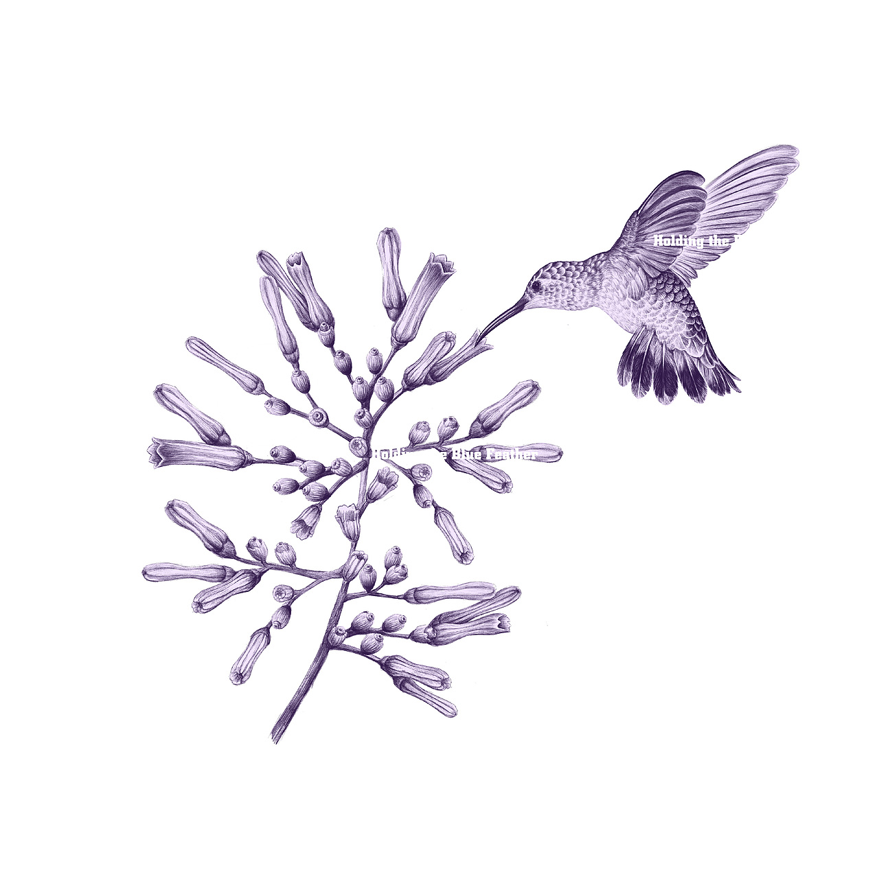 《花与蜂鸟》原创插画