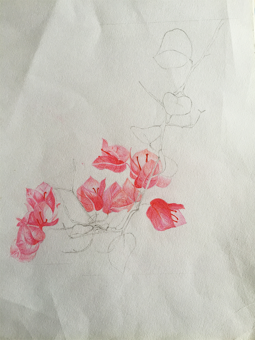 三角梅彩铅画花