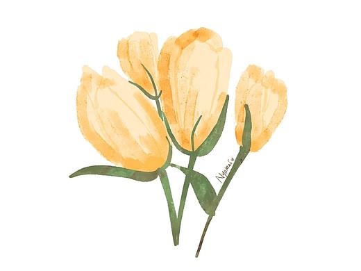 色彩练习-郁金香