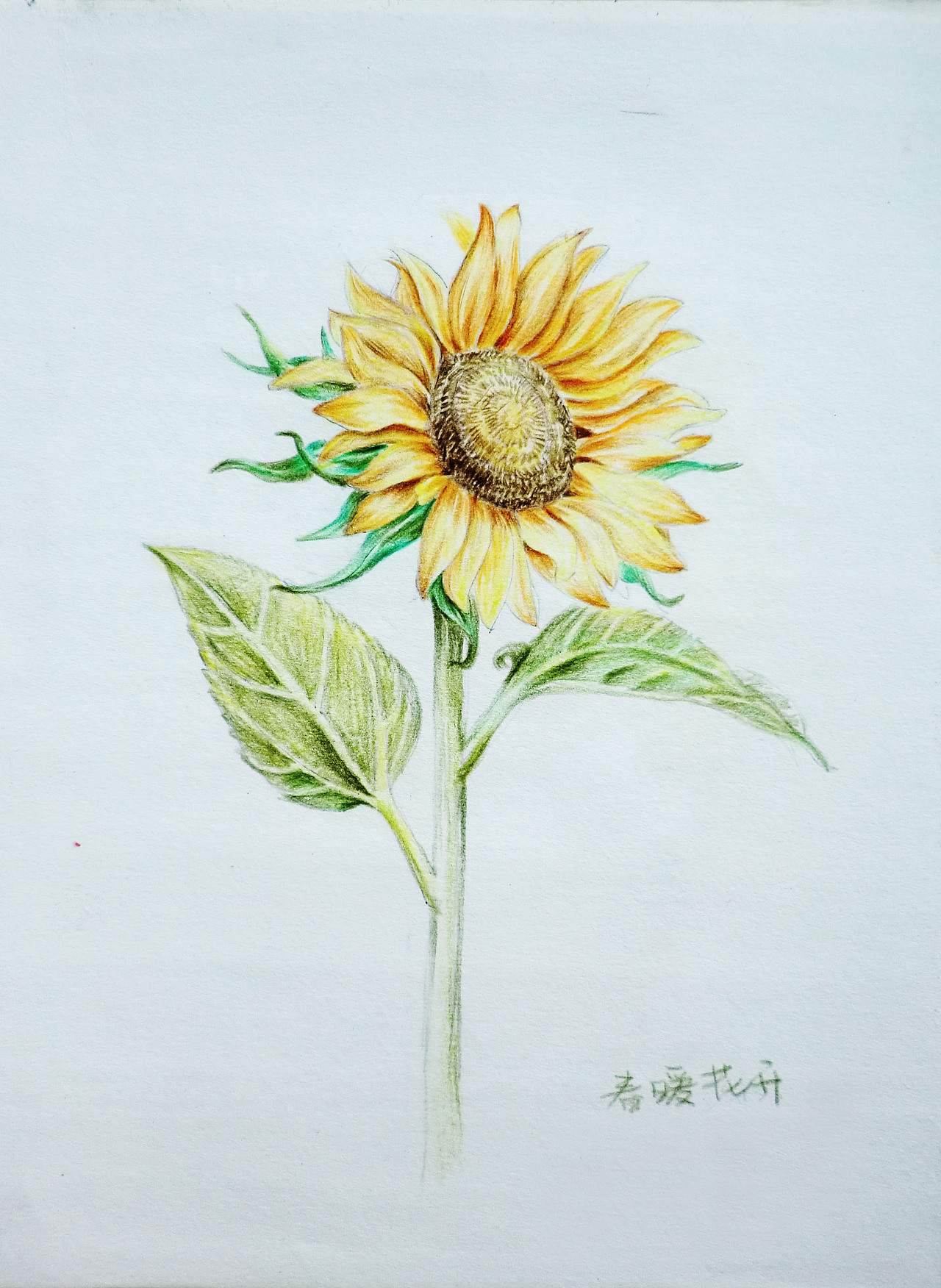 彩色铅笔手绘画花3