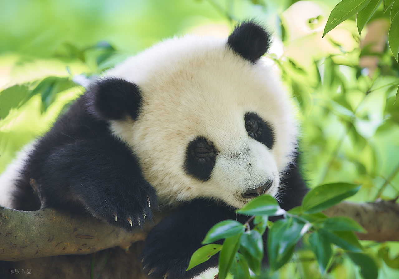 矢量平面设计无缝图案可爱的熊猫宝宝脸与粉红色的心脚印装饰在白色的背景。插画图片素材_ID:344249082-Veer图库