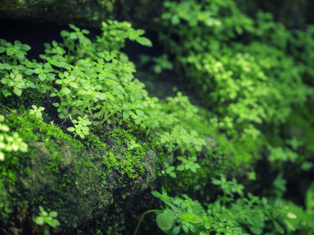 微森林——摄影作品分享