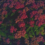 染色hui的头像