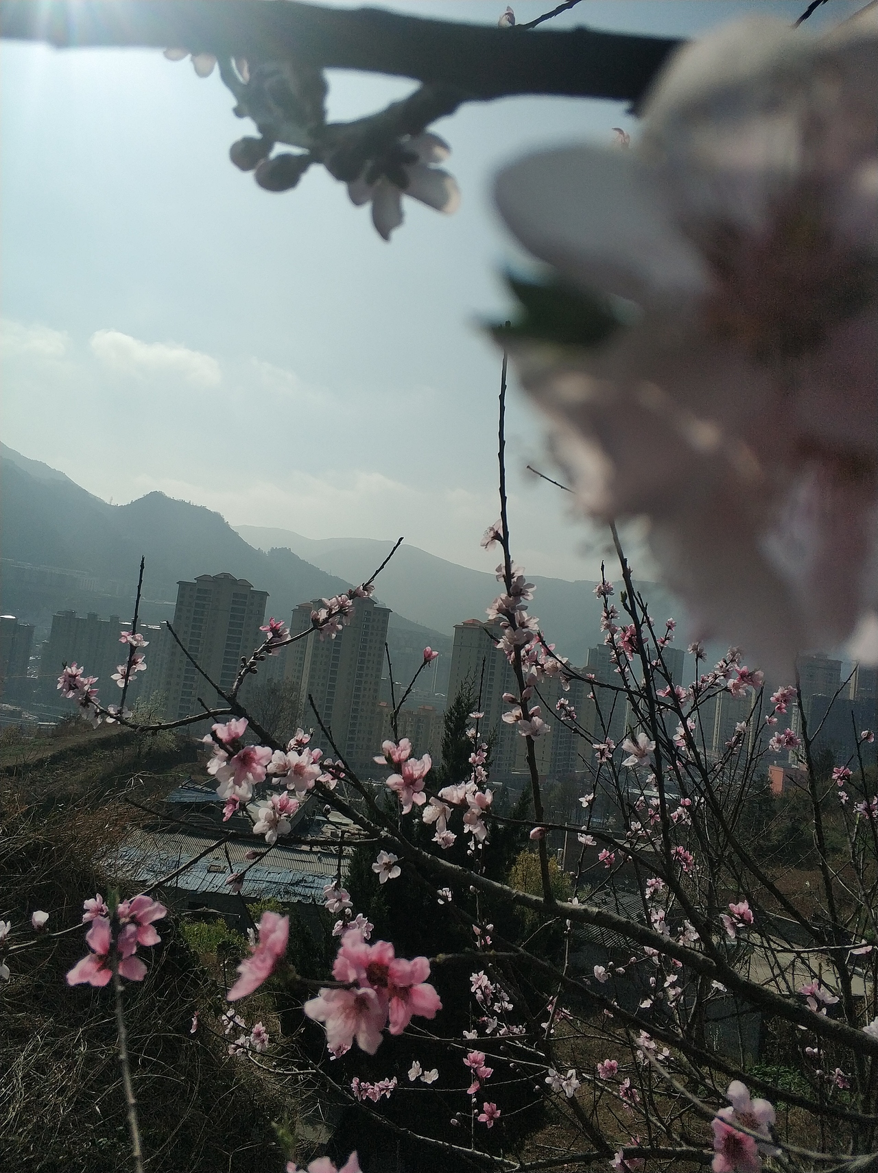 春，古月廴聿（图ZMTk4NTUwNDAw） - 风光摄影 - 站酷设计师古月廴聿原创素材 - 站酷ZCOOL