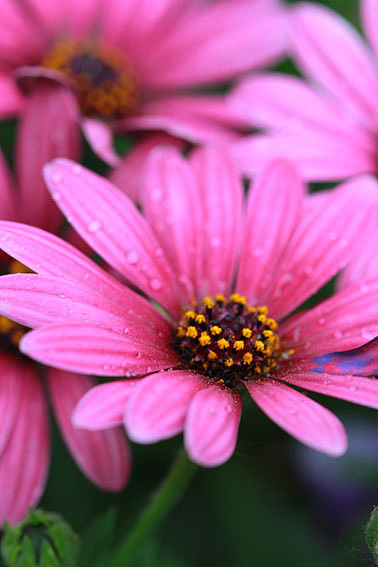 【摄影】那些它－猫－蝶－花（图ZNTkwNDcxNg==） - 风光摄影 - 站酷设计师naza原创素材 - 站酷ZCOOL