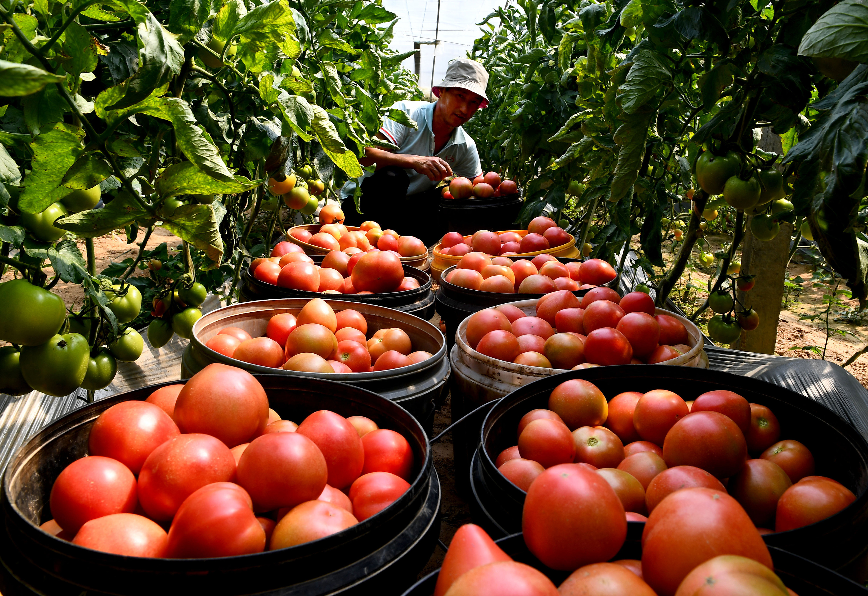 河南夏邑:大棚瓜菜助力乡村振兴|摄影|人文/纪实摄影|苗育才 - 原创