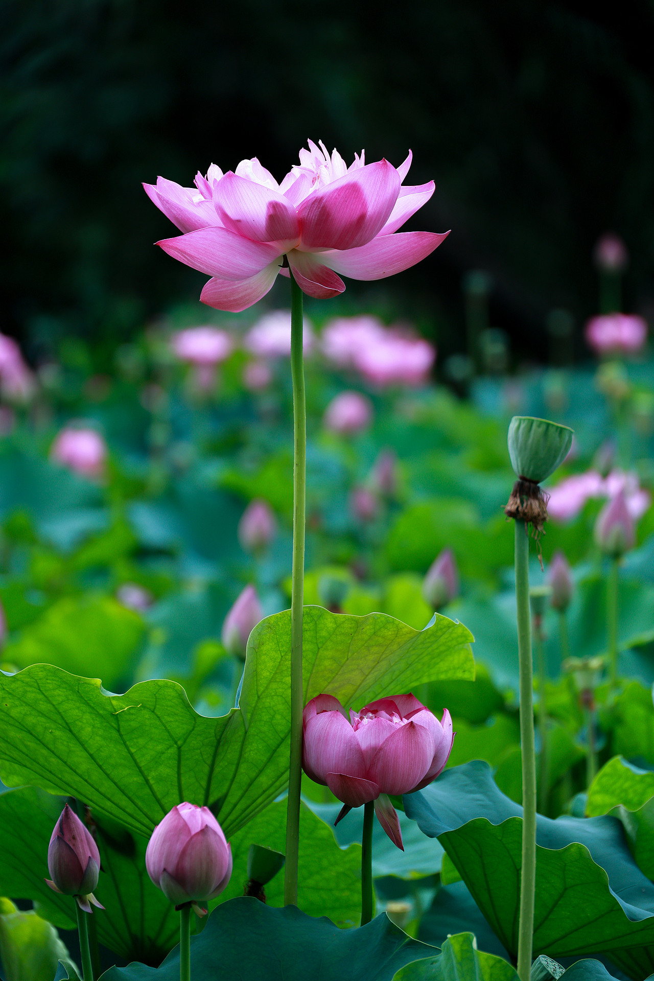 廉洁如荷,高洁不染