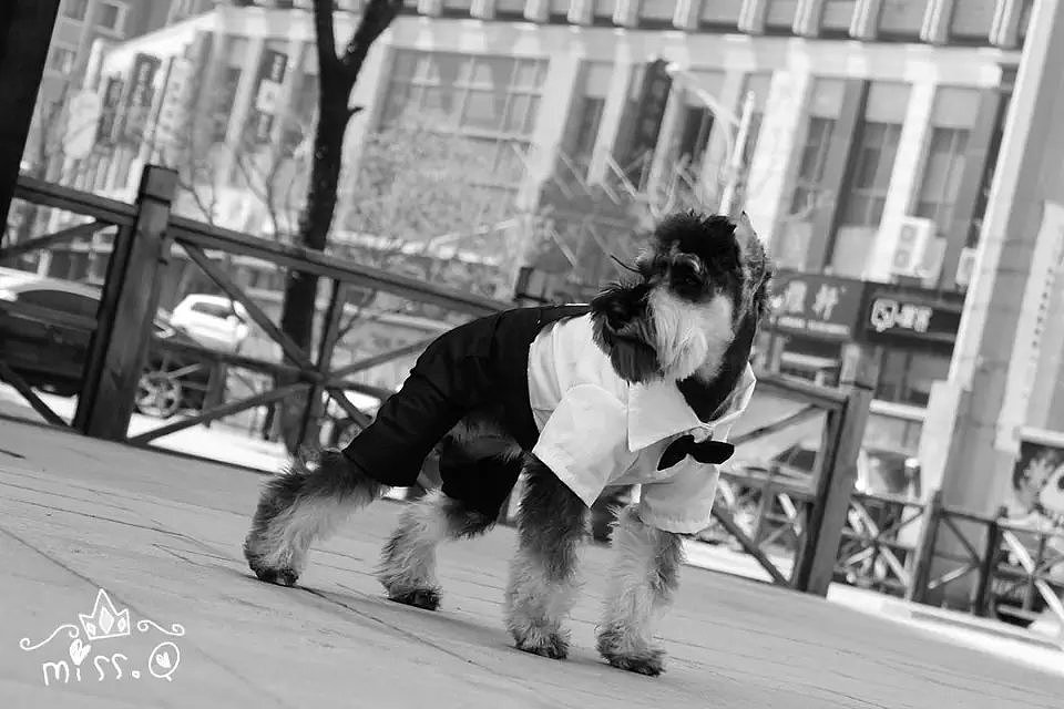 Miss.Q 带我家Q爷的街拍（图ZMjc2NTg4MDA=） - 宠物摄影 - 站酷设计师木子夭贰原创素材 - 站酷ZCOOL